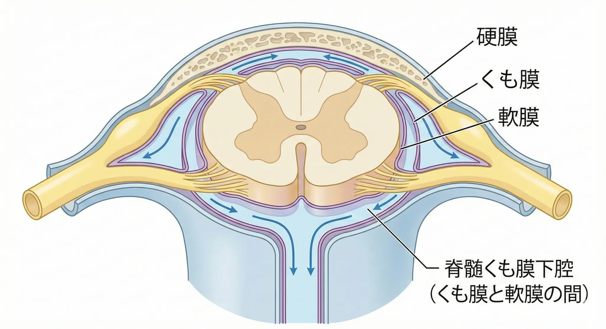 脊髄くも膜下腔