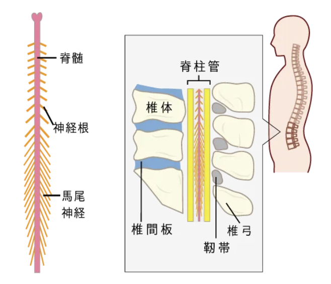 脊柱管とは