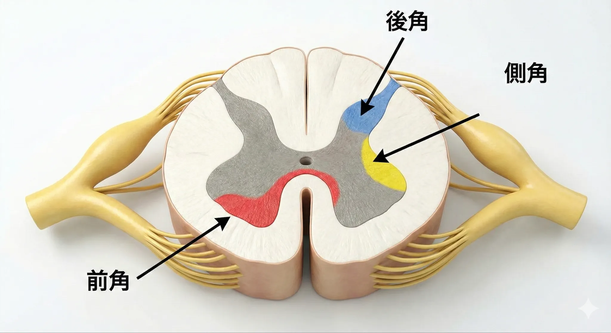 前角・後角・側角